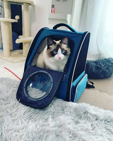 リュック入り猫