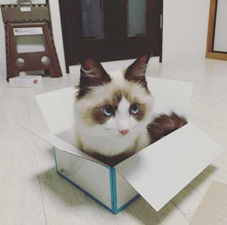 子猫時代箱入り