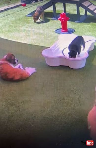 水浴びをするブルドック