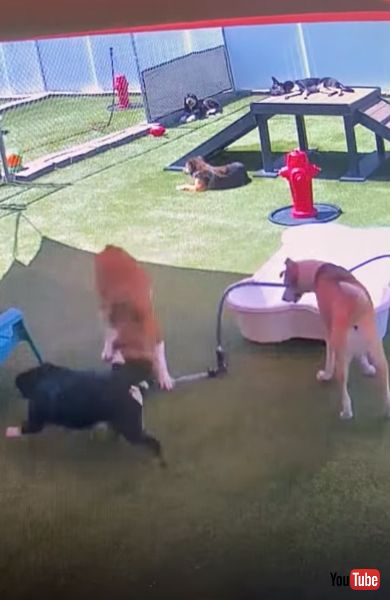 びっくりする犬