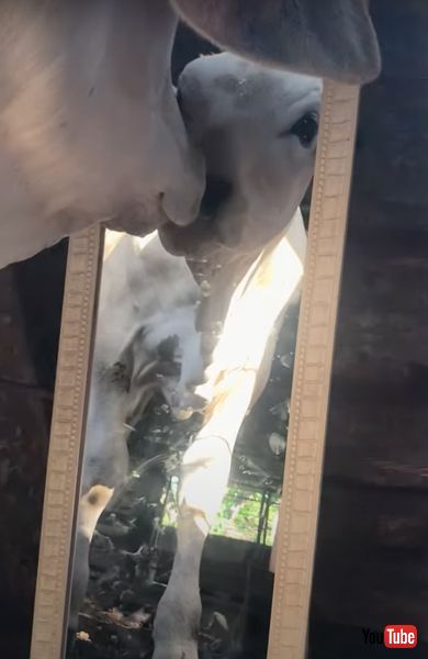 鼻を近づけようとする子牛