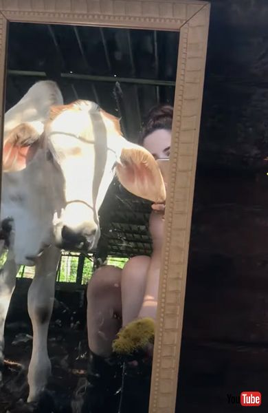 理解できない子牛