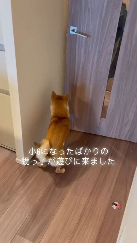 柴犬と甥っ子