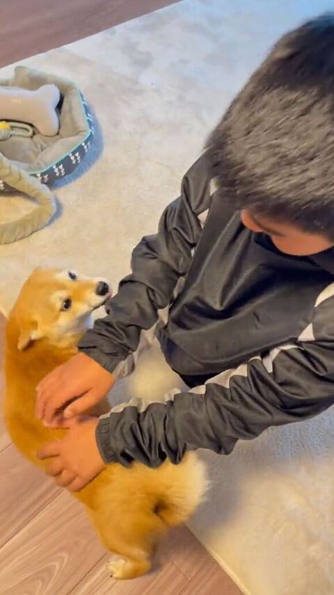 背中なでられるマメちゃん