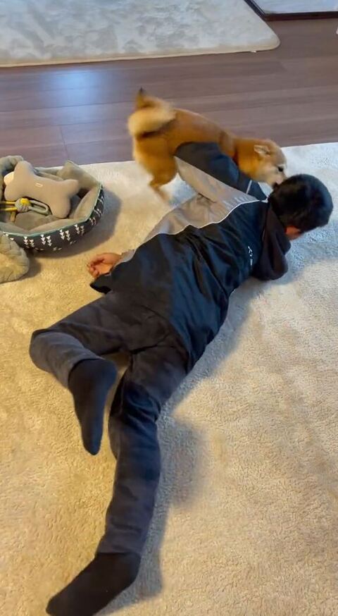 寝転んでるおいっ子さんの顔に近づくマメちゃん