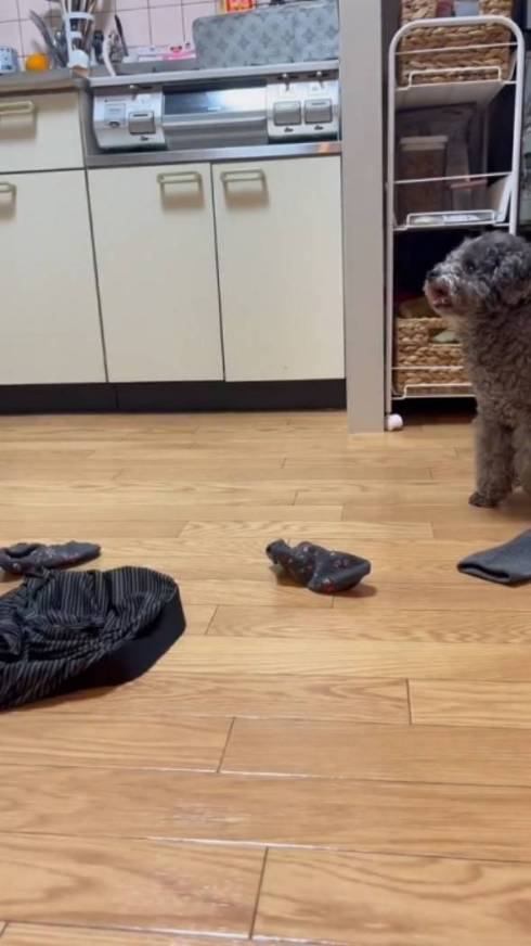 トイプードル アビーちゃん 洗濯物