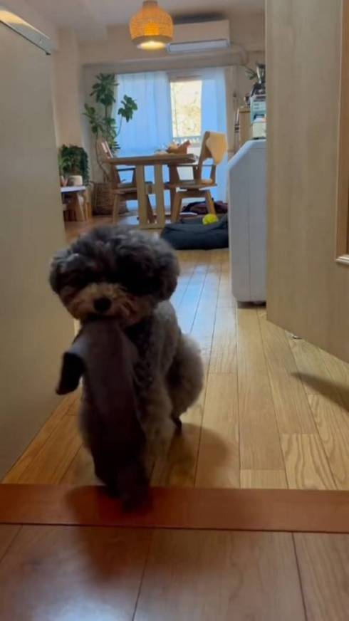 トイプードル アビーちゃん 洗濯物