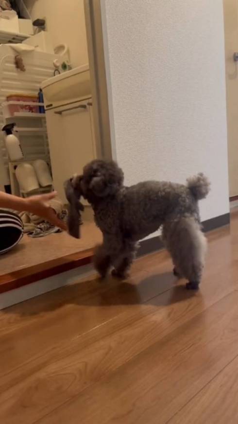 トイプードル アビーちゃん 洗濯物