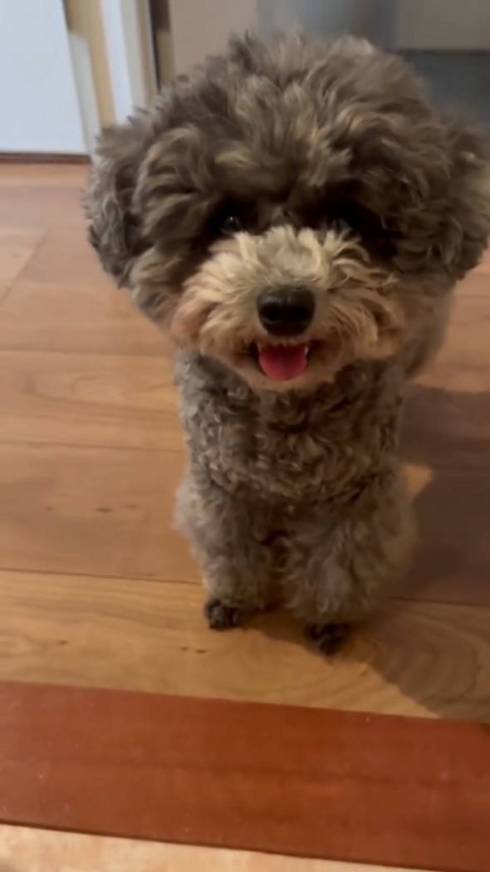 トイプードル アビーちゃん 洗濯物