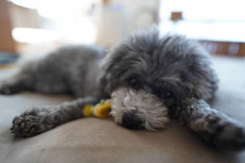 トイプードル アビーちゃん 洗濯物