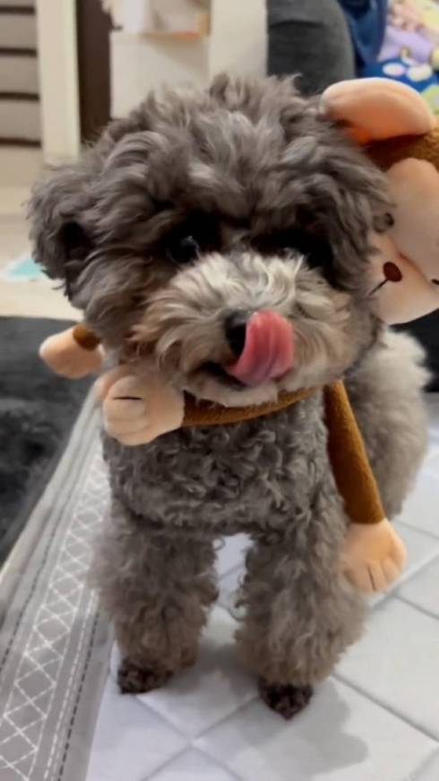 トイプードル アビーちゃん 洗濯物