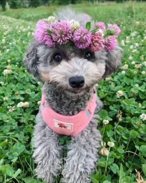 トイプードル アビーちゃん 洗濯物