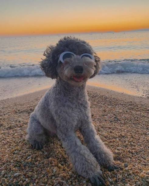 トイプードル アビーちゃん 洗濯物