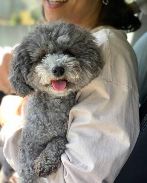 トイプードル アビーちゃん 洗濯物