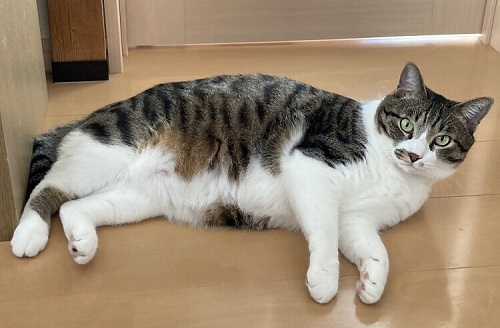 ペット手帳 ベストショット