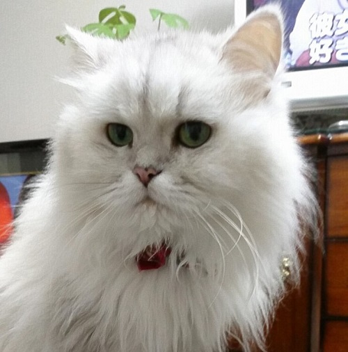 ペット手帳 ベストショット