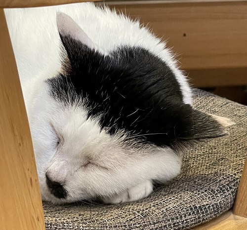 ペット手帳 ベストショット