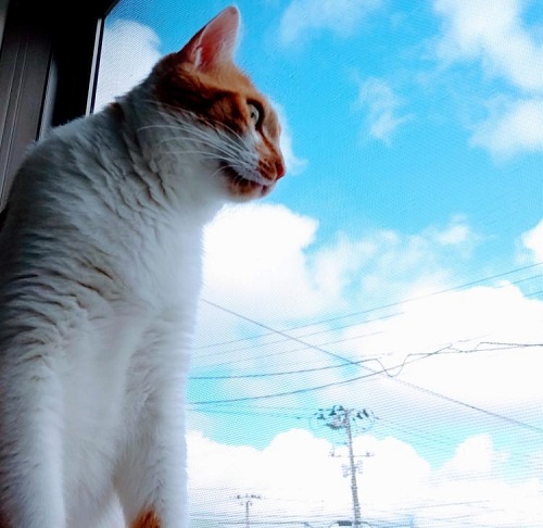 ペット手帳 ベストショット