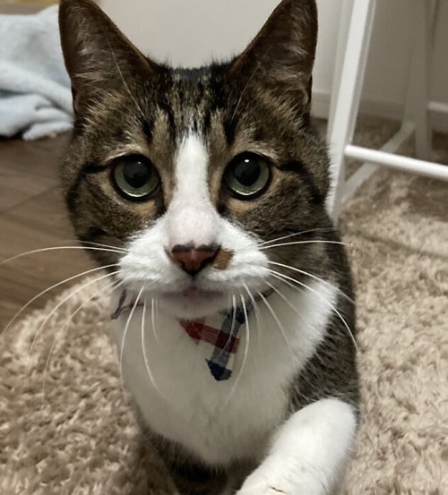 ペット手帳 ベストショット