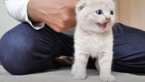 かわいい声でなく子猫かわいい声で鳴いています