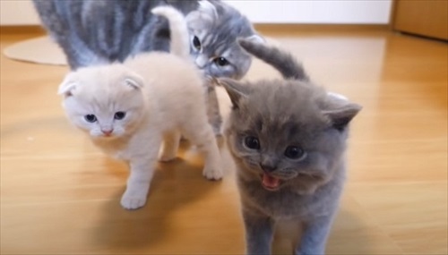 部屋を歩く子猫