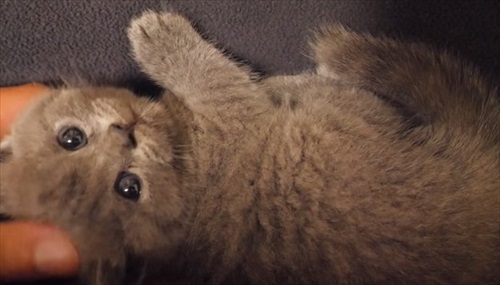 ひざの上に乗る子猫