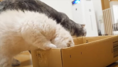 段ボールを見つけた子猫