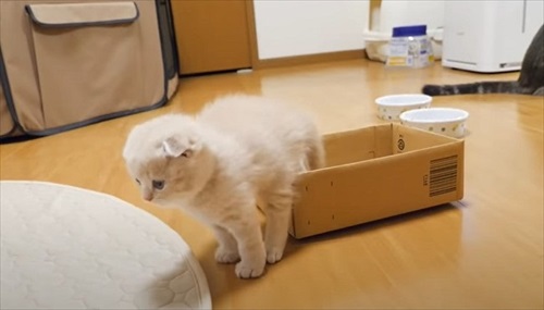 箱から出る子猫