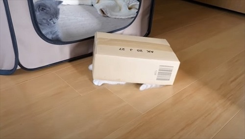 謎の生き物のような子猫