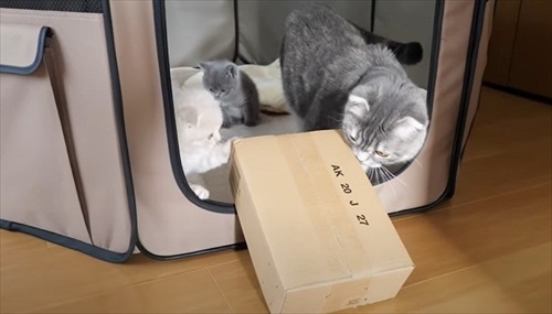 膝の上に乗りたい猫ちゃん