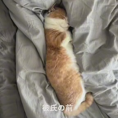 かわいく寝転ぶ猫