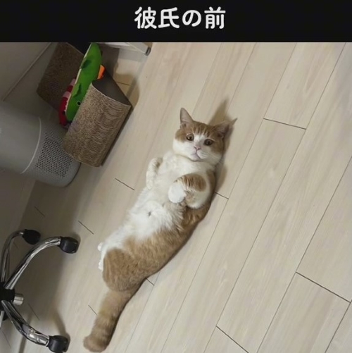 あざとかわいい猫