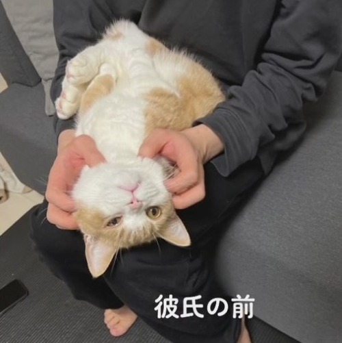 マッサージされて気持ちよさそうな猫