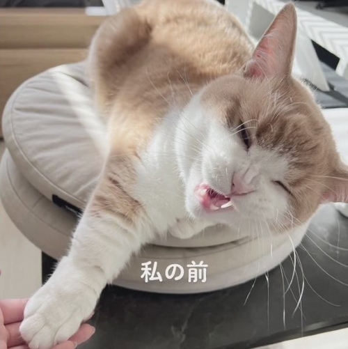 表情ゆるんだ猫