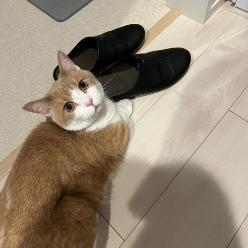 彼氏のスリッパをかぐ猫