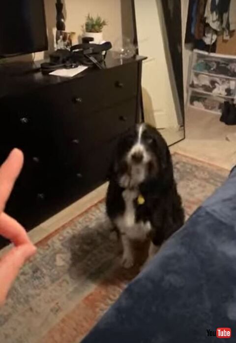 指を見ているワンコ