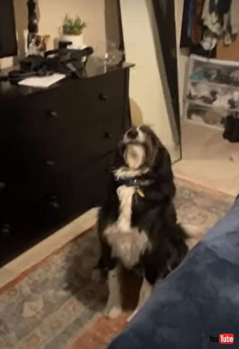 お座りするワンコ