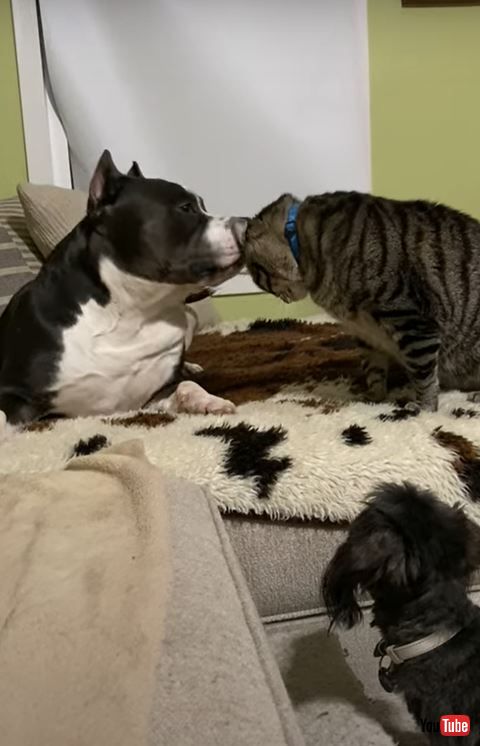 頭をだしている猫と犬