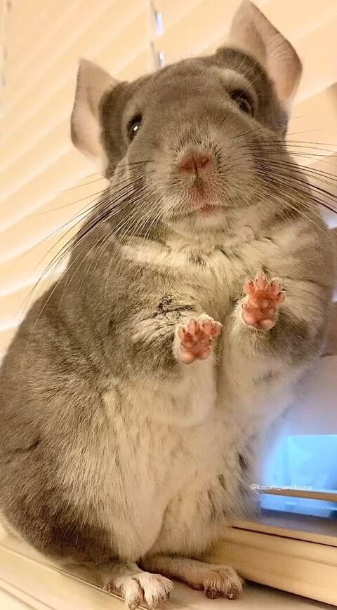 前ならえしているチンチラ