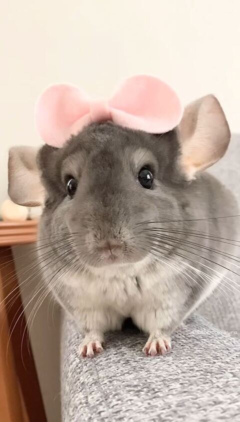 ピンクリボンつけるチンチラ