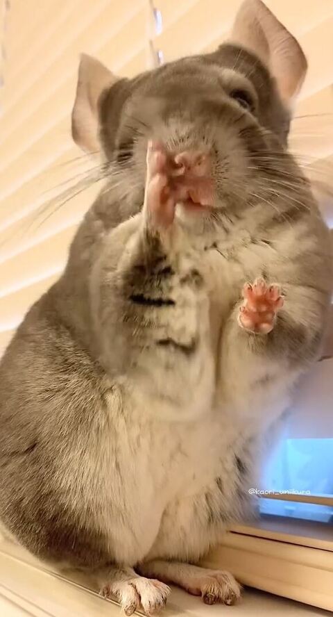 鼻をおさえるチンチラ