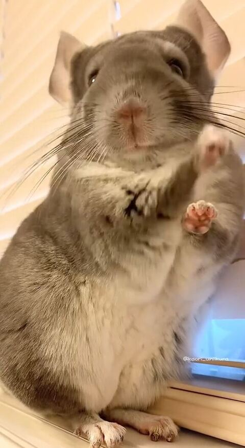 前足を突き出すチンチラ