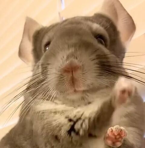 かっこいいチンチラ