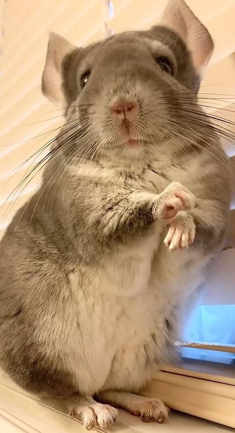 お手て重ねてるチンチラ