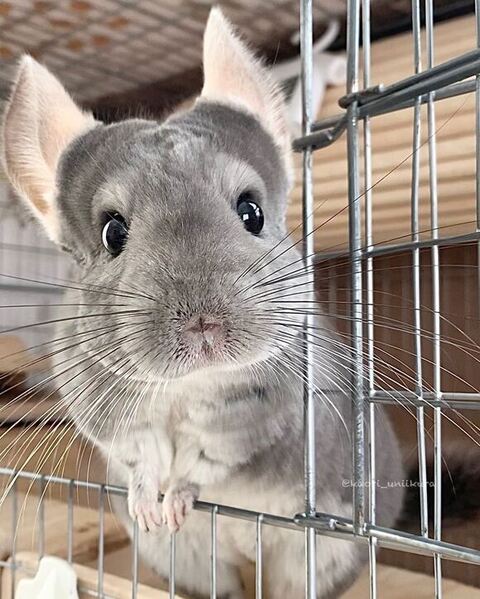 ケージから顔出してるチンチラ