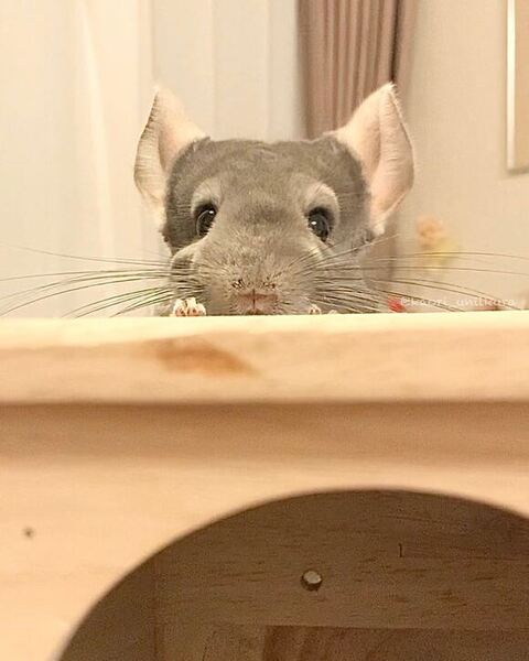 のぞきこむチンチラ