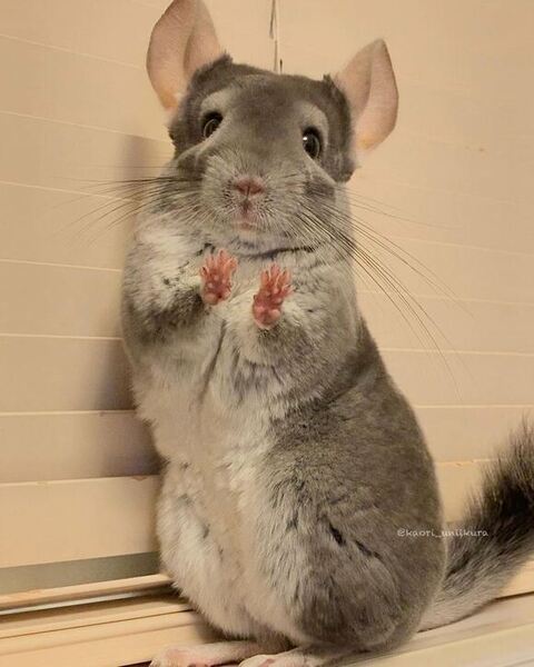 両前足をつきだしてるチンチラ