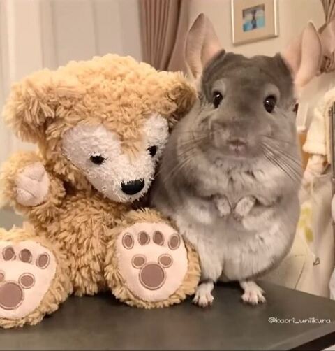 ダッフィーとチンチラ