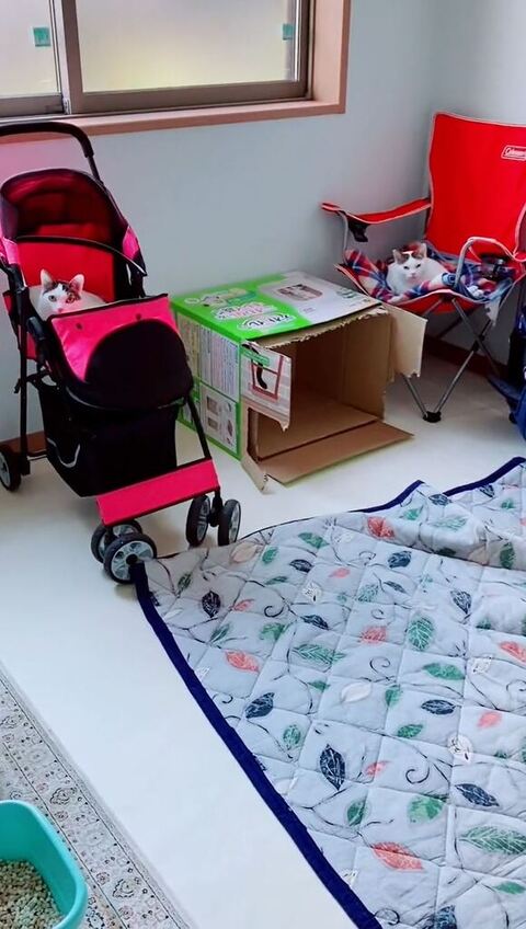 猫との再会