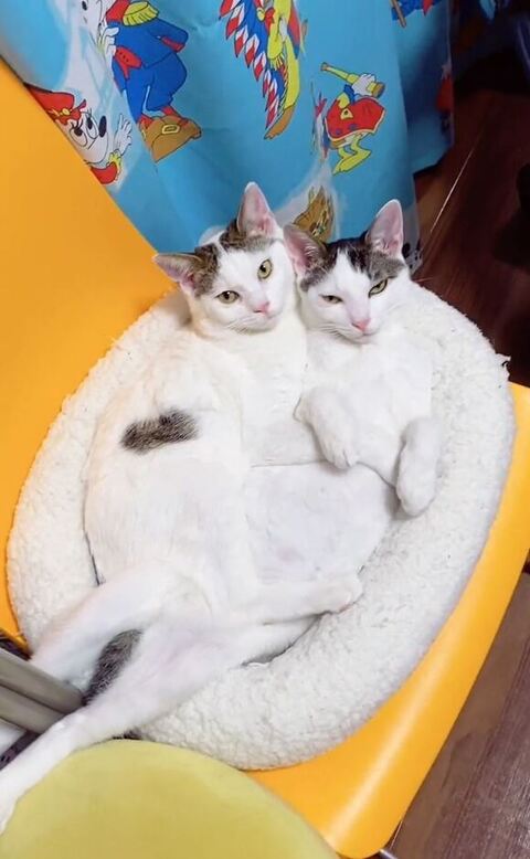 ぺちぺちする猫